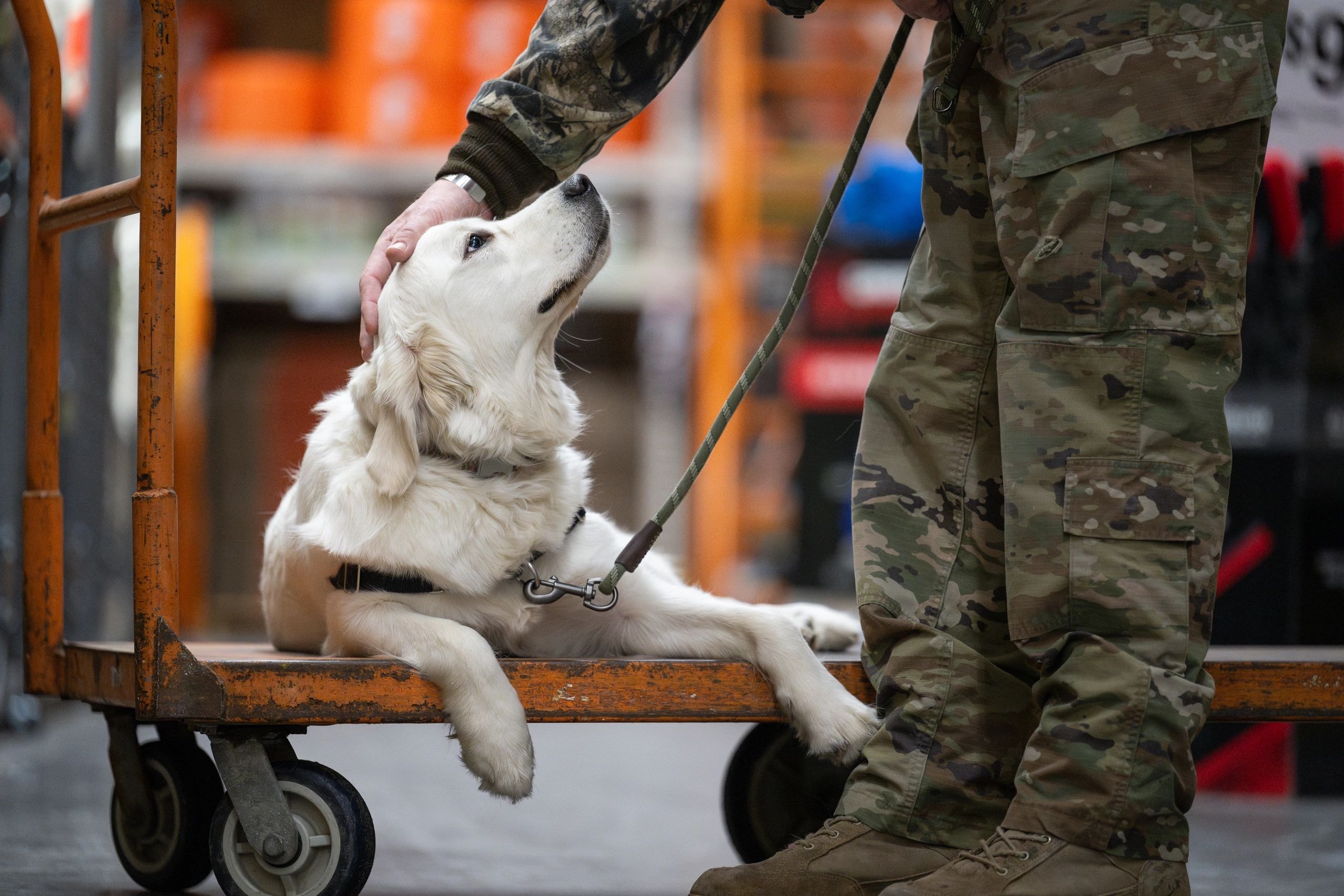 Handler working with a service dog during a training session